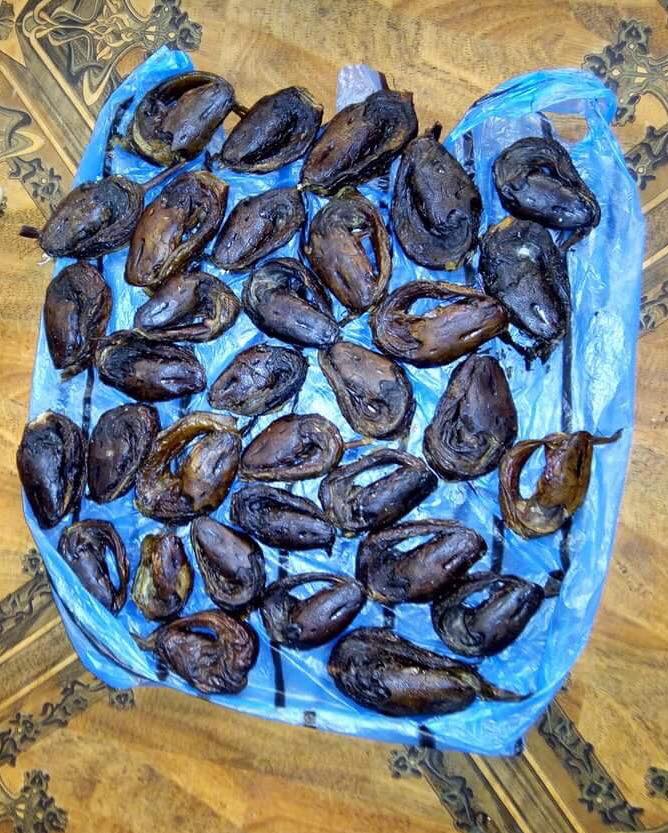 Pack of 5 Eja Entero bagre catfish