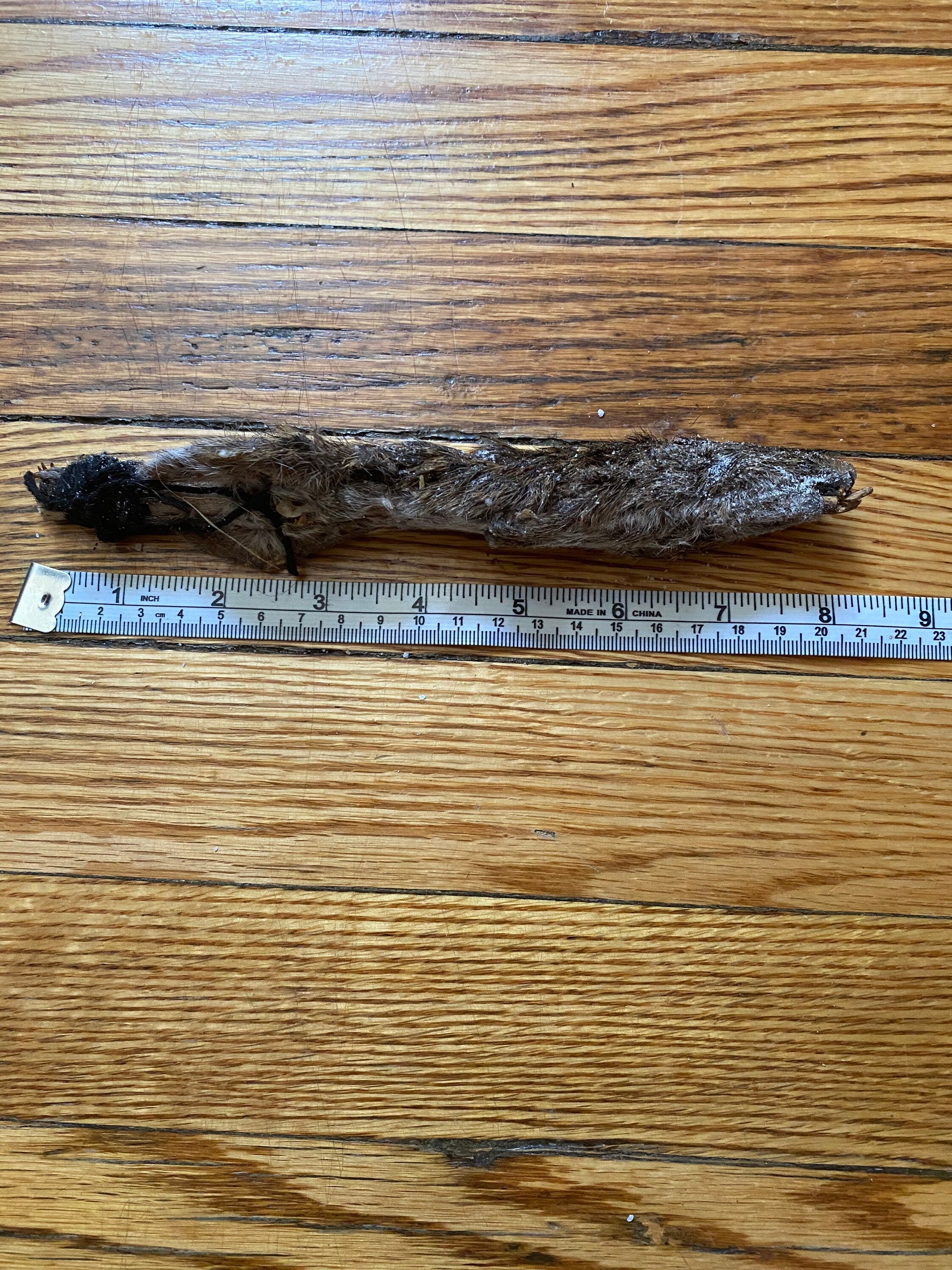 Pack of 5 Eku Entero