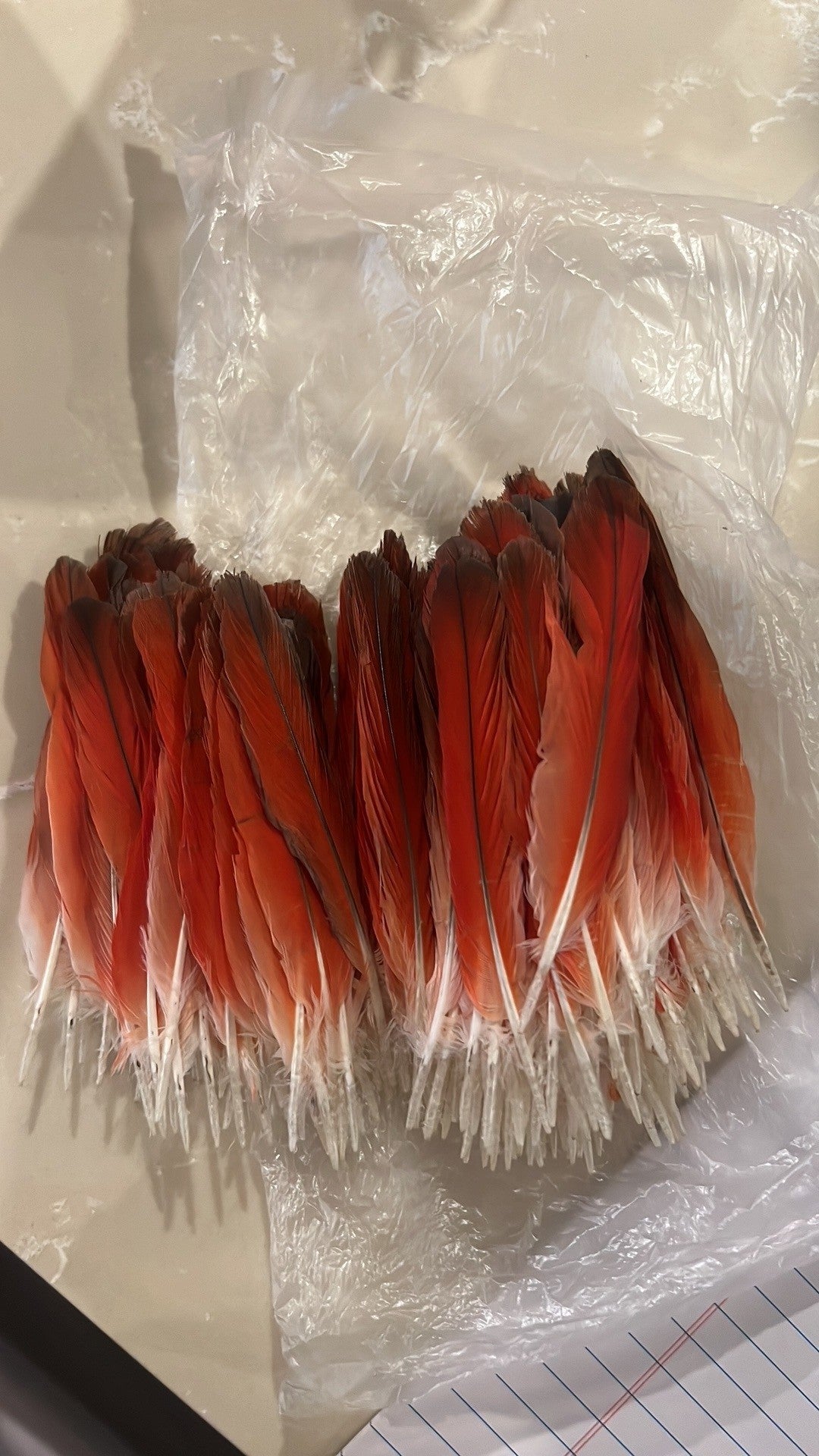 Pack of 5 Loro Feather Ikoode